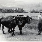 Boy with Oxen